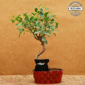 Ficus Bonsai With Silver Rakhi